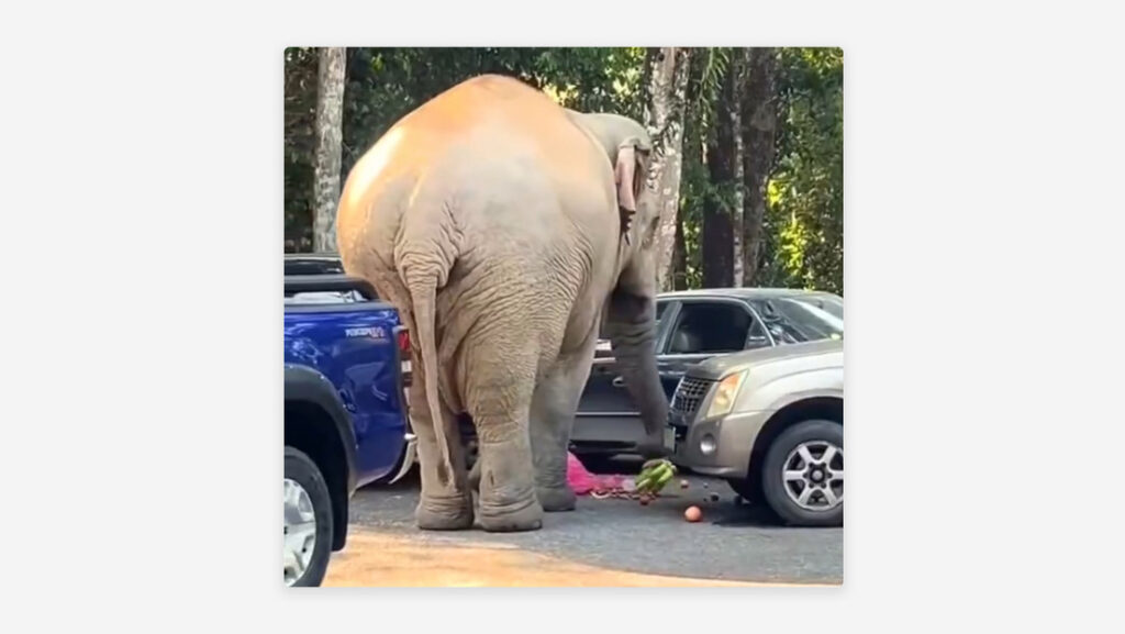 VIDEO: Captan a elefante en pleno 'robo' a un automóvil