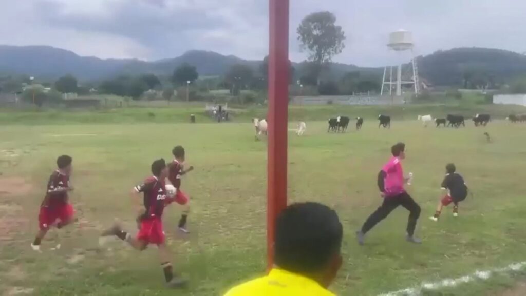 VIDEO: Jugadores y espectadores huyen ante una inesperada invasión de vacas en el campo de juego