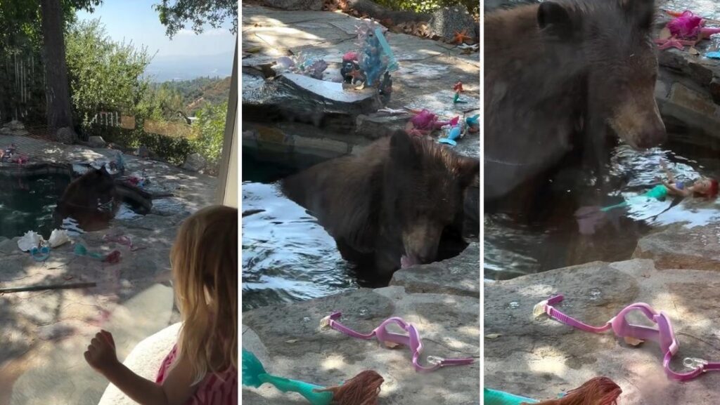 VIDEO: Oso se cuela en la piscina de una casa y juega con la muñeca de una niña