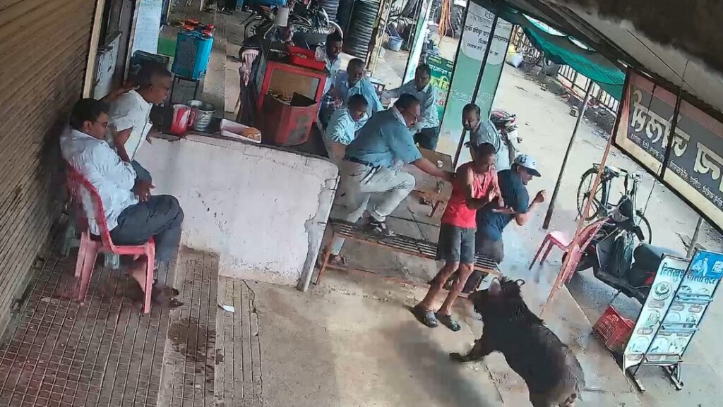 VIDEO: Un furioso jabalí irrumpe en una tienda y embiste brutalmente a sus clientes