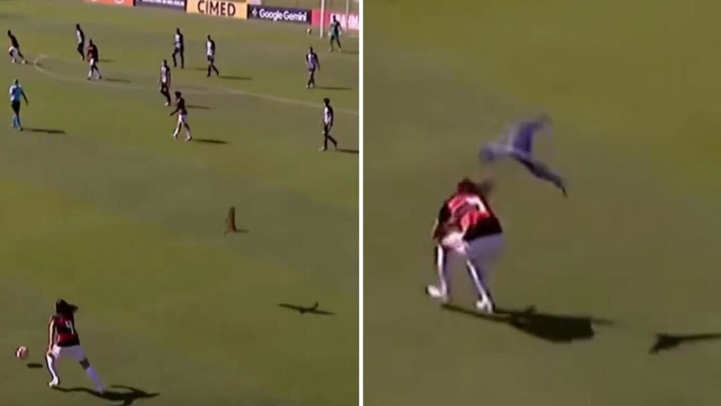 VIDEO: Un loro ataca a un futbolista en pleno partido