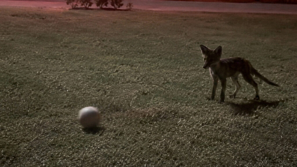 Zorro 'futbolista' hace jugada maestra frente a niño y con su balón (VIDEO)