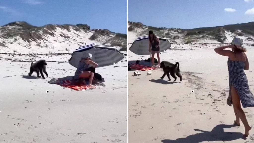 VIDEO: Un babuino irrumpe en una playa turística