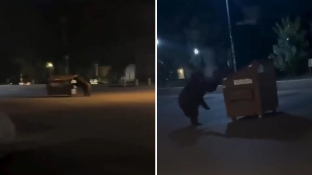 Cambio de dieta: Oso se apropia de un contenedor de basura en plena ciudad (VIDEO)