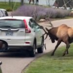 Cuando un ciervo decide mostrar quién manda en la carretera, pasa esto (VIDEO)