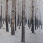 Recolección. Artes en defensa de la naturaleza en Chile: Libro de luchadores