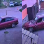 Un gato quiso probar 'suerte al volante' y terminó chocando contra una pared (VIDEO)