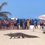 VIDEO: Caimán sorprende a incrédulos turistas en la playa y se da un chapuzón