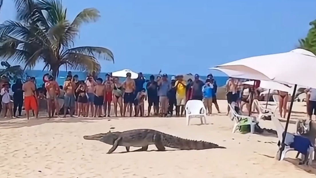 VIDEO: Caimán sorprende a incrédulos turistas en la playa y se da un chapuzón