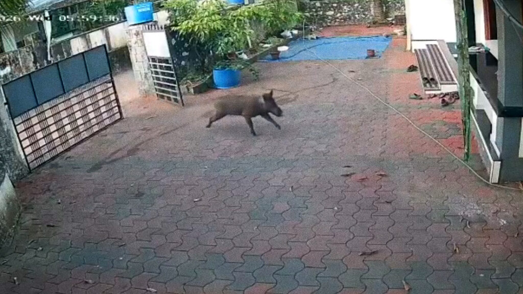 VIDEO: Jabalí irrumpe en una casa y embiste a un hombre que leía tranquilamente