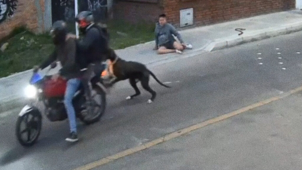 VIDEO: Perro 'superhéroe' salva a su dueño de un atraco armado a punta de mosdiscos