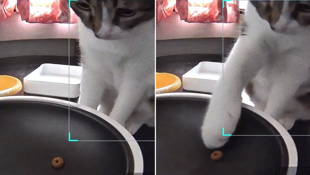 VIDEO: Un comedero automático falla, suelta una sola croqueta y la reacción del gato es única