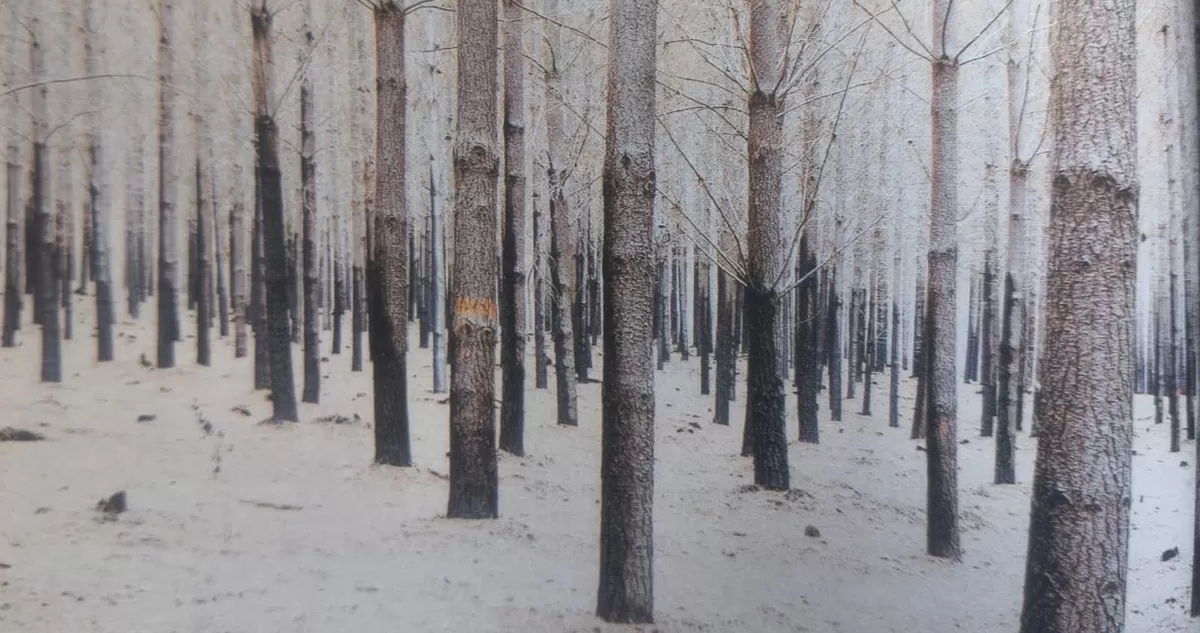 Recolección. Artes en defensa de la naturaleza en Chile: Libro de luchadores