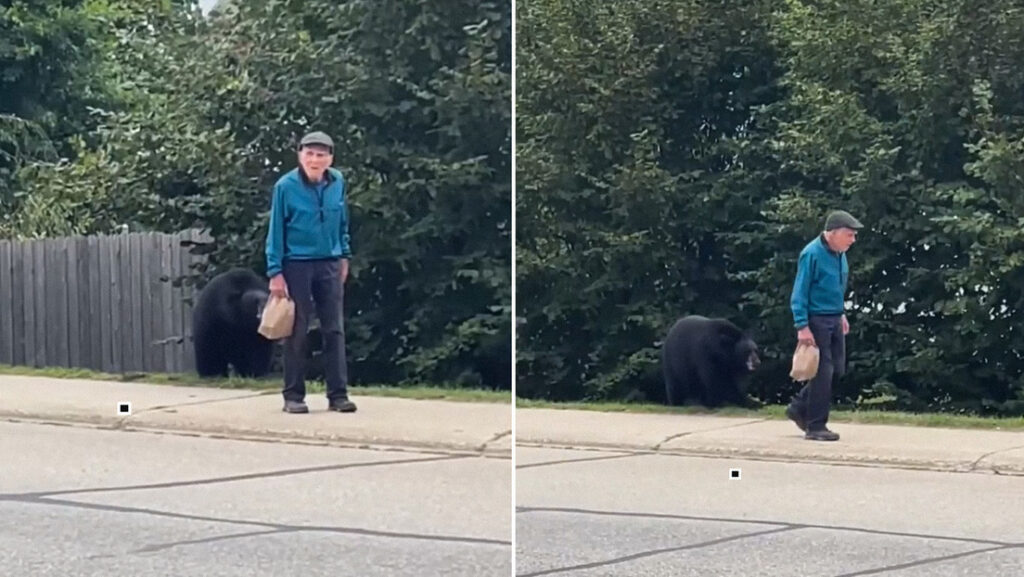 "Justo detrás de ti": la reacción de un anciano ante un oso a sus espaldas no tiene precio (VIDEO)