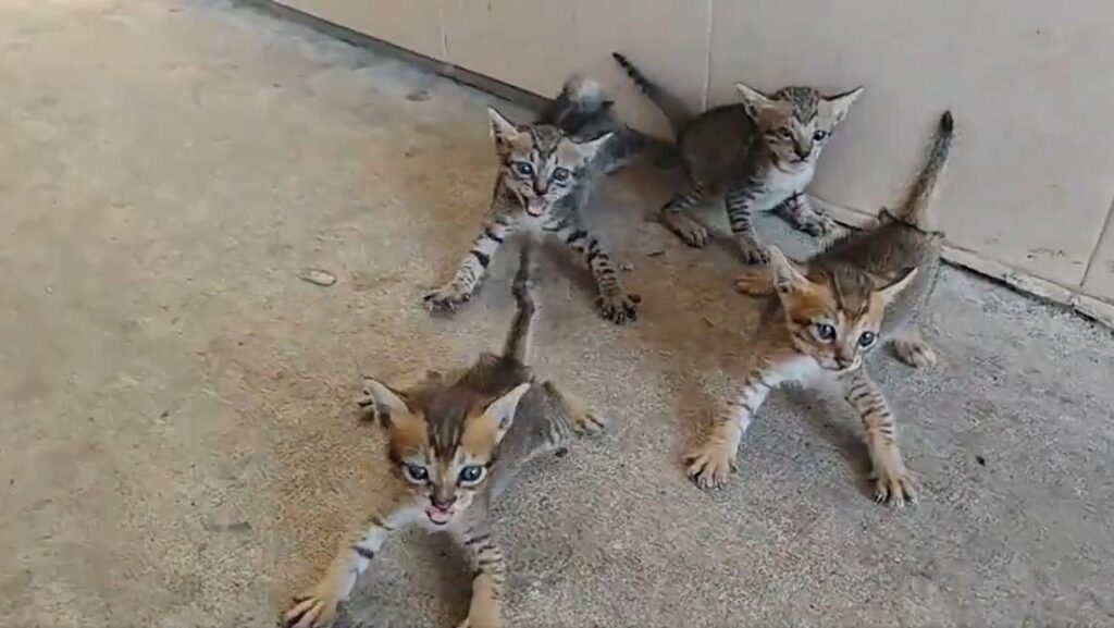 Las apariencias engañan: intentó adoptar a unos gatitos, pero no esperaba esta reacción (VIDEO)