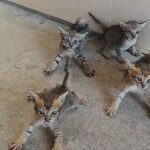 Las apariencias engañan: intentó adoptar a unos gatitos, pero no esperaba esta reacción (VIDEO)