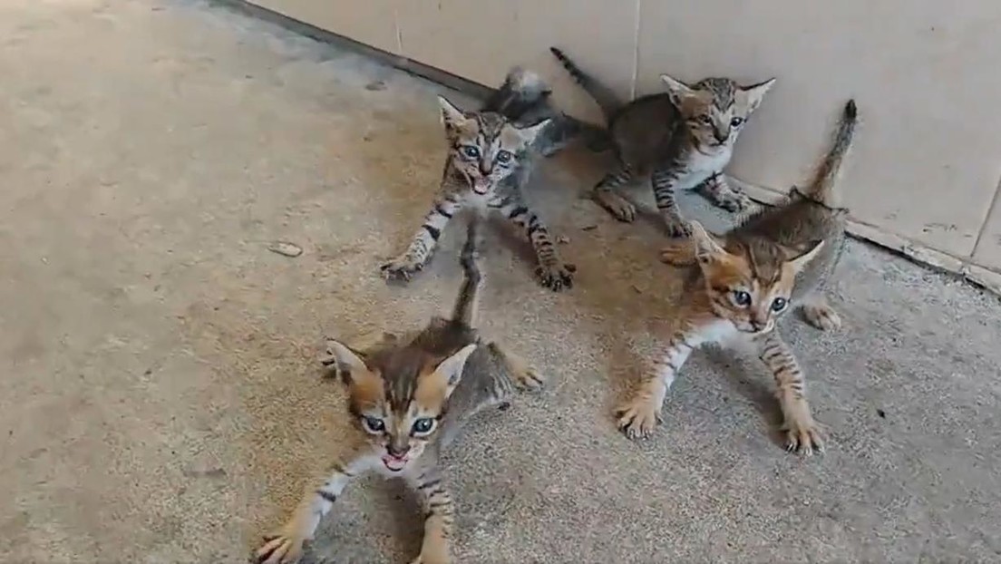Las apariencias engañan: intentó adoptar a unos gatitos, pero no esperaba esta reacción (VIDEO)