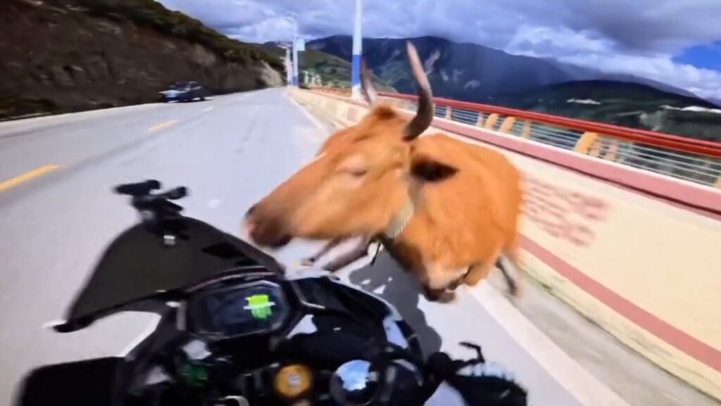 Susto en carretera: un toro embiste de frente a un motociclista en plena vía (VIDEO)