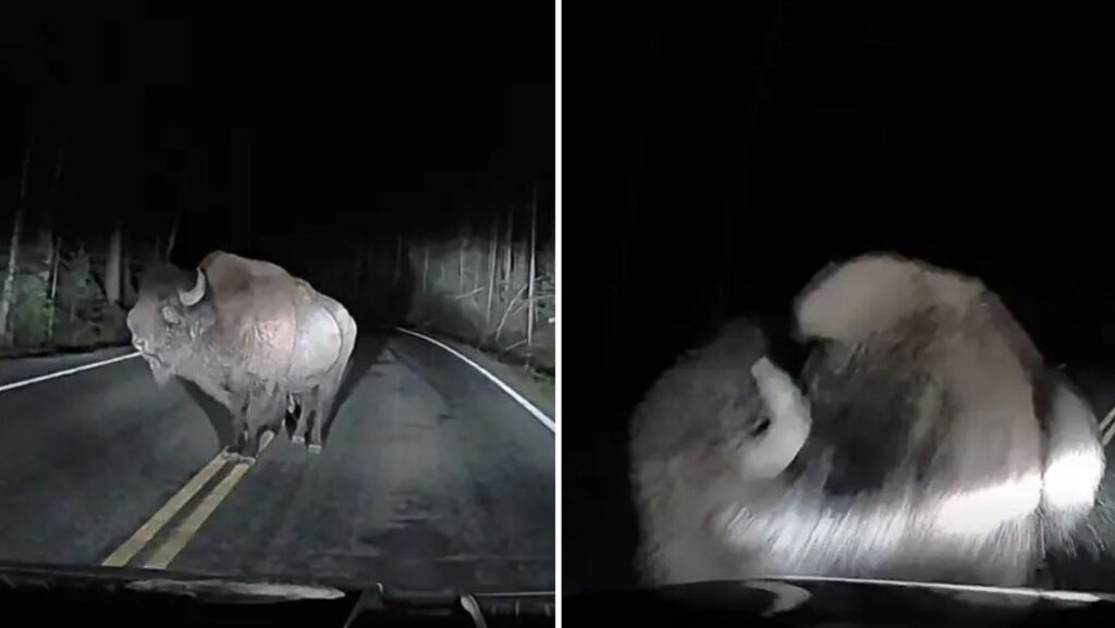 VIDEO: Aterrador encuentro con una bestia salvaje termina en un inesperado ataque en total oscuridad