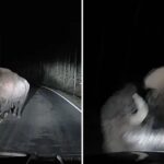 VIDEO: Aterrador encuentro con una bestia salvaje termina en un inesperado ataque en total oscuridad