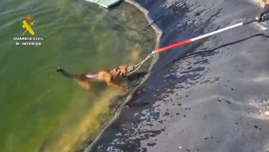 VIDEO: El dramático rescate de un zorro que se estaba ahogando en un embalse