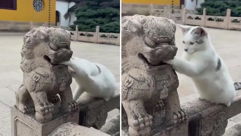 VIDEO: Un tierno gatito le 'ruega' a una estatua que le preste su juguete