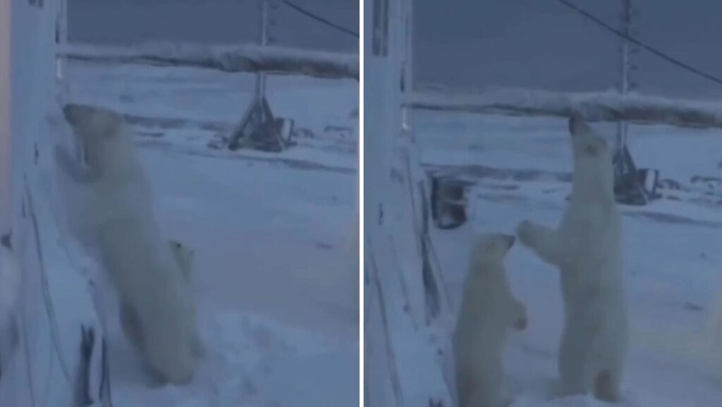 VIDEO: Una osa polar y su cachorro intentan meterse por la ventana de una base meteorológica